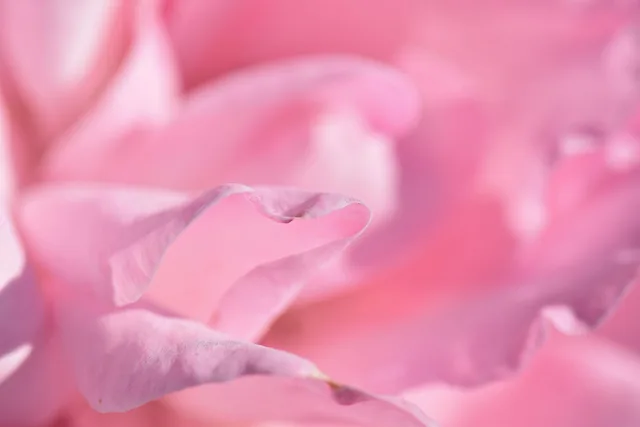 rose, pink, petals, flowers, flower background, planner, summer, struggle, dreams, love, floral, romance, fragrance, beautiful flowers, wedding, garden, nature, flower wallpaper, bloom, blossom, moss, pink love, pink rose, rose flower, pink wedding, pink summer, pink garden, pink dream, pink gardening. 7 things about wedding planning startup worth your time